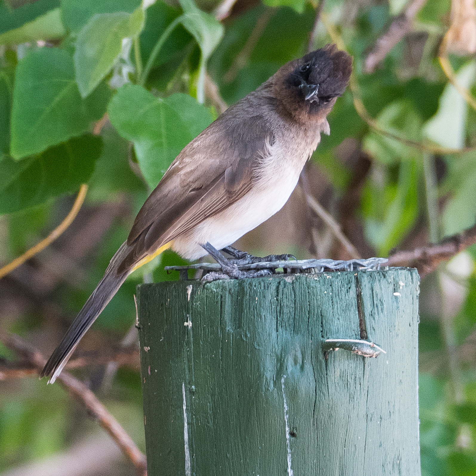 Bulbul tricolore adulte (Dark-capped bulbul, Pycnonotus tricolor), Chobe Game Lodge, Botswana.